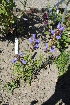  ( - UNKAR8162)  @11 [ ] CreativeCommons - Attribution Non-Commercial (2014) Unspecified Karlsruhe Institute of Technology, Botanical Garden