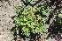  ( - UNKAR8167)  @11 [ ] CreativeCommons - Attribution Non-Commercial (2014) Unspecified Karlsruhe Institute of Technology, Botanical Garden