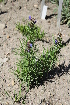  (Dracocephalum - UNKAR8252)  @11 [ ] CreativeCommons - Attribution Non-Commercial (2014) Unspecified Karlsruhe Institute of Technology, Botanical Garden