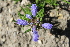  ( - UNKAR8262)  @11 [ ] CreativeCommons - Attribution Non-Commercial (2014) Unspecified Karlsruhe Institute of Technology, Botanical Garden