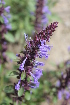  ( - UNKAR8265)  @11 [ ] CreativeCommons - Attribution Non-Commercial (2014) Unspecified Karlsruhe Institute of Technology, Botanical Garden