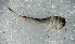  ( - SWRC-Aj_2mi_02)  @11 [ ] Copyright (c) (2025) David H. Funk Stroud Water Research Center
