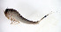  ( - SWRC-As_Arm_01)  @11 [ ] Copyright (c) (2023) David H. Funk Stroud Water Research Center