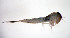  ( - SWRC-As_Carp_02)  @11 [ ] Copyright (c) (2023) David H. Funk Stroud Water Research Center