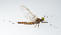  ( - SWRC-As_Idl_03)  @11 [ ] Copyright (c) (2023) David H. Funk Stroud Water Research Center
