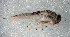  ( - SWRC-Ata_BirchPen_01)  @11 [ ] Copyright (c) (2025) David H. Funk Stroud Water Research Center