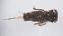  ( - SWRC-Lh_Gin_03)  @11 [ ] Copyright (c) (2022) David H. Funk Stroud Water Research Center