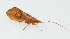  ( - SWRC-Pyc_antica_WCC_02)  @11 [ ] Copyright (c) (2023) David H. Funk Stroud Water Research Center