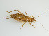  (Hapithus luteolira - SWRC-Gryll_011)  @14 [ ] Copyright (2010) David H. Funk Stroud Water Research Center