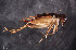  (Eunemobius carolinus - SWRC-Gryll_094)  @14 [ ] Copyright (2011) David H. Funk Stroud Water Research Center