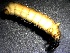  ( - SSI-Yuba-44351-G2)  @11 [ ] by-nc-sa (2024) Unspecified Sierra Streams Institute