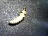  (Rhyacophila kernada - SSI-American-44355-D7)  @11 [ ] by-nc-sa (2024) Unspecified Sierra Streams Institute