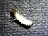  (Rhyacophila chordata - SSI-Carson-49447-D8)  @11 [ ] by-nc-sa (2024) Unspecified Sierra Streams Institute
