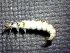  (Rhyacophila perplana - SSI-Carson-49447-H2)  @11 [ ] by-nc-sa (2024) Unspecified Sierra Streams Institute