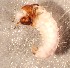  (Apatania sorex - SSI-Yuba-44349-D4)  @11 [ ] Unspecified (default): All Rights Reserved  Unspecified Unspecified