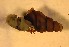  (Semisulcospiridae - SSI-Yuba-44347-E9)  @11 [ ] Unspecified (default): All Rights Reserved  Unspecified Unspecified