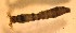  (Simulium vandalicum - SSI-Yuba-44347-F7)  @11 [ ] Unspecified (default): All Rights Reserved  Unspecified Unspecified