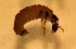  (Glossosoma califica - SSI-Yuba-44347-H1)  @11 [ ] Unspecified (default): All Rights Reserved  Unspecified Unspecified