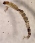  (Cricotopus cf. flavocinctus - SSI-Yuba-44347-H9)  @11 [ ] Unspecified (default): All Rights Reserved  Unspecified Unspecified