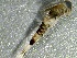  ( - SSI-Yuba-44351-D7)  @11 [ ] by-nc-sa (2024) Unspecified Sierra Streams Institute