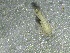  ( - SSI-Yuba-44351-D11)  @11 [ ] by-nc-sa (2024) Unspecified Sierra Streams Institute