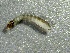  (Simulium saxosum - SSI-Yuba-44351-F2)  @11 [ ] by-nc-sa (2024) Unspecified Sierra Streams Institute