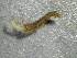  ( - SSI-Yuba-44351-G3)  @11 [ ] by-nc-sa (2024) Unspecified Sierra Streams Institute
