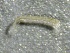  (Zavrelimyia sinuosa - SSI-Yuba-44351-H1)  @11 [ ] by-nc-sa (2024) Unspecified Sierra Streams Institute