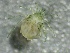  ( - SSI-Yuba-44351-H6)  @11 [ ] by-nc-sa (2024) Unspecified Sierra Streams Institute