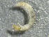  ( - SSI-Yuba-44351-H11)  @11 [ ] by-nc-sa (2024) Unspecified Sierra Streams Institute