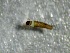  ( - SSI-Yuba-44352-F4)  @11 [ ] by-nc-sa (2024) Unspecified Sierra Streams Institute