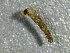  ( - SSI-Yuba-44352-F5)  @11 [ ] by-nc-sa (2024) Unspecified Sierra Streams Institute