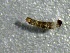  ( - SSI-Yuba-44352-F9)  @11 [ ] by-nc-sa (2024) Unspecified Sierra Streams Institute