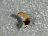  (Neophylax occidentis - SSI-Yuba-44352-F11)  @11 [ ] by-nc-sa (2024) Unspecified Sierra Streams Institute