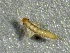  ( - SSI-Yuba-44352-H4)  @11 [ ] by-nc-sa (2024) Unspecified Sierra Streams Institute