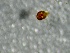  (Torrenticola tjiwalensis - SSI-American-44355-E2)  @11 [ ] by-nc-sa (2024) Unspecified Sierra Streams Institute
