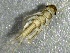  ( - SSI-American-44355-E9)  @11 [ ] by-nc-sa (2024) Unspecified Sierra Streams Institute