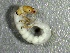  ( - SSI-American-44355-E10)  @11 [ ] by-nc-sa (2024) Unspecified Sierra Streams Institute