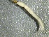  (Zavrelimyia thryptica - SSI-American-44355-G9)  @11 [ ] by-nc-sa (2024) Unspecified Sierra Streams Institute