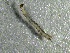  ( - SSI-American-44355-H8)  @11 [ ] by-nc-sa (2024) Unspecified Sierra Streams Institute