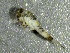  ( - SSI-American-44354-E7)  @11 [ ] by-nc-sa (2024) Unspecified Sierra Streams Institute