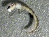  (Diamesa parancysta - SSI-American-44353-C1)  @11 [ ] by-nc-sa (2024) Unspecified Sierra Streams Institute