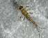  ( - SSI-Yuba-44350-D9)  @11 [ ] by-nc-sa (2024) Unspecified Sierra Streams Institute