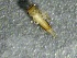 (Hesperoperla hoguei - SSI-American-44353-F8)  @11 [ ] by-nc-sa (2024) Unspecified Sierra Streams Institute
