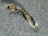  ( - SSI-American-44353-H2)  @11 [ ] by-nc-sa (2024) Unspecified Sierra Streams Institute