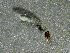  (Simulium annulitarse - SSI-American-49445-A11)  @11 [ ] by-nc-sa (2024) Unspecified Sierra Streams Institute