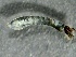  ( - SSI-Carson-49445-F3)  @11 [ ] by-nc-sa (2024) Unspecified Sierra Streams Institute