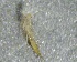  ( - SSI-Yuba-44350-E5)  @11 [ ] by-nc-sa (2024) Unspecified Sierra Streams Institute