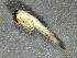  ( - SSI-Carson-49446-A1)  @11 [ ] by-nc-sa (2024) Unspecified Sierra Streams Institute