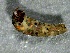  ( - SSI-Carson-49446-C1)  @11 [ ] by-nc-sa (2024) Unspecified Sierra Streams Institute